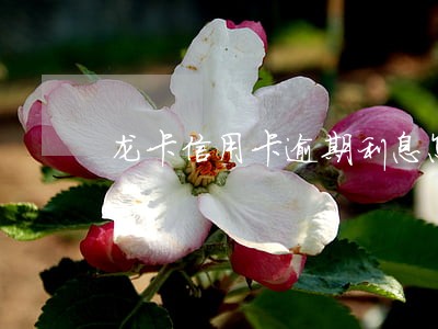 龙卡信用卡逾期利息怎么算 龙卡信用卡逾期利息怎么算
