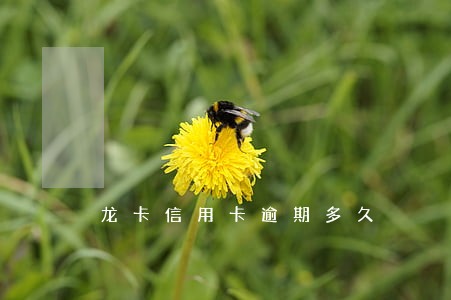 龙卡信用卡逾期多久 龙卡信用卡逾期多久