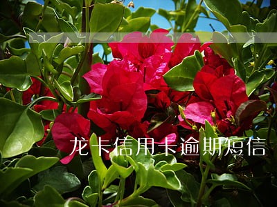龙卡信用卡逾期短信