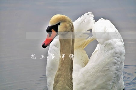 龙卫星律师