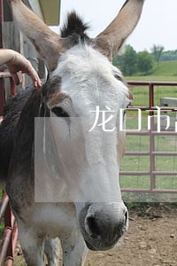 龙口市离婚律师收费 龙口市离婚律师收费