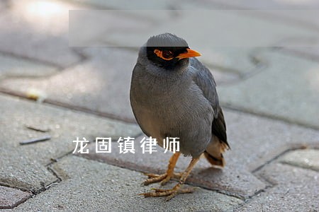 龙固镇律师 龙固镇律师