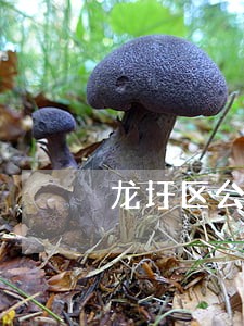 龙圩区公司解散在线律师 龙圩区公司解散在线律师