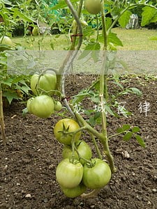 龙城区律师在线免费法律咨询