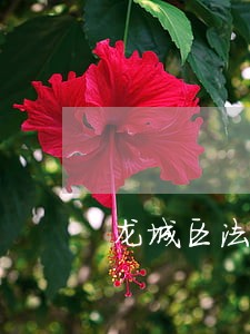 龙城区法律援助中心