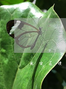 龙岗区债务纠纷律师哪里找 龙岗区债务纠纷律师哪里找