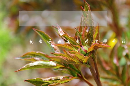 龙岗区快速离婚律师价格 龙岗区快速离婚律师价格