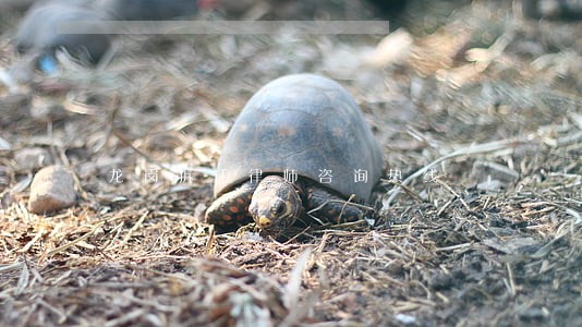 龙岗拆迁律师咨询热线 龙岗拆迁律师咨询热线