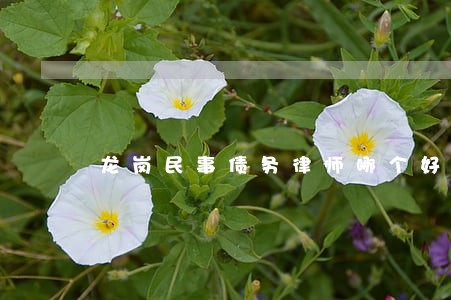 龙岗民事债务律师哪个好 龙岗民事债务律师哪个好