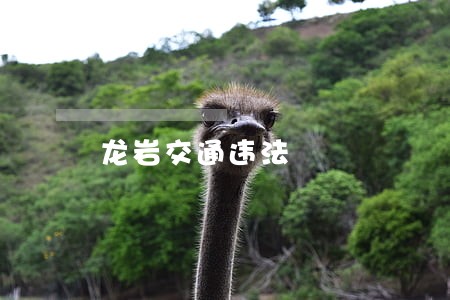 龙岩交通违法 龙岩交通违法