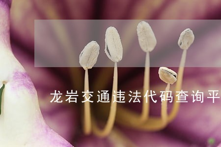 龙岩交通违法代码查询平台