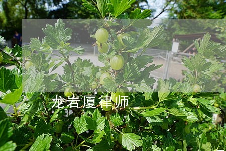 龙岩厦律师 龙岩厦律师