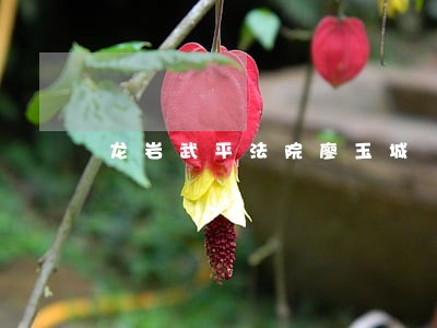 龙岩武平法院廖玉城 龙岩武平法院廖玉城