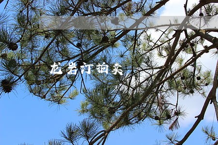 龙岩汀拍卖