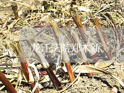 龙江法院郑木新 龙江法院郑木新