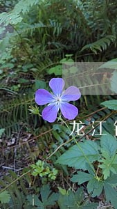 龙江银行房贷逾期一个月会怎么样 龙江银行房贷逾期一个月会怎么样