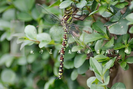 龙沙区外商投资在线律师咨询 龙沙区外商投资在线律师咨询