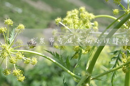 龙泉市专业车祸处理律师