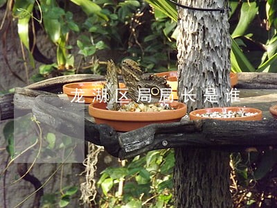 龙湖区局局长是谁