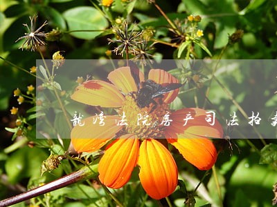 龙湾法院房产司法拍卖网 龙湾法院房产司法拍卖网