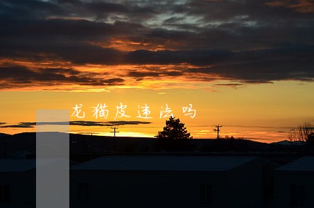 龙猫皮违法吗 龙猫皮违法吗