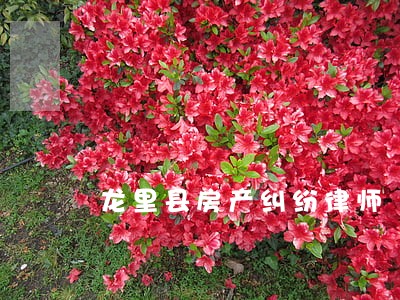 龙里县房产纠纷律师 龙里县房产纠纷律师