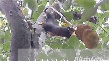 中药祛斑面膜哪家好