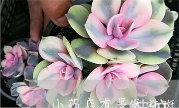 小药店有景天祛斑胶囊吗 小药店有景天祛斑胶囊吗