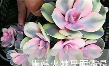 康婷火棘果面霜是祛斑的么