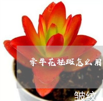 牵牛花祛斑怎么用