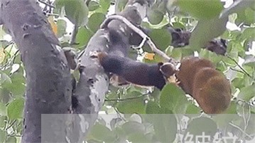维生素ec祛斑有效吗 维生素ec祛斑有效吗